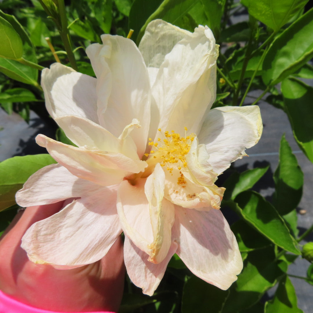 Hibiscus Shrubs