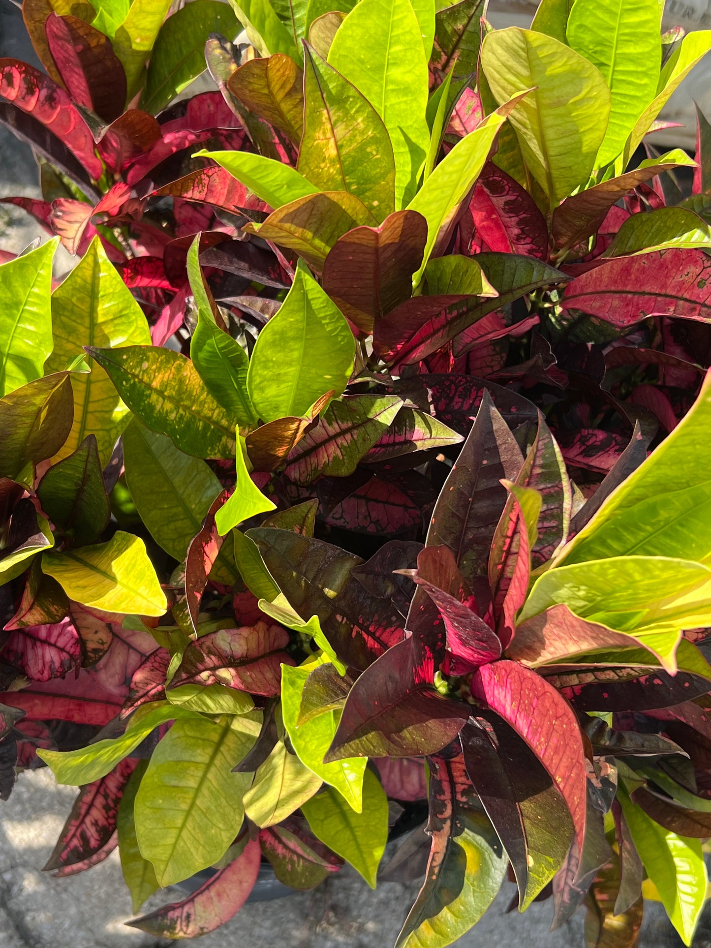 Croton Aurora (codiaeum variegatum)