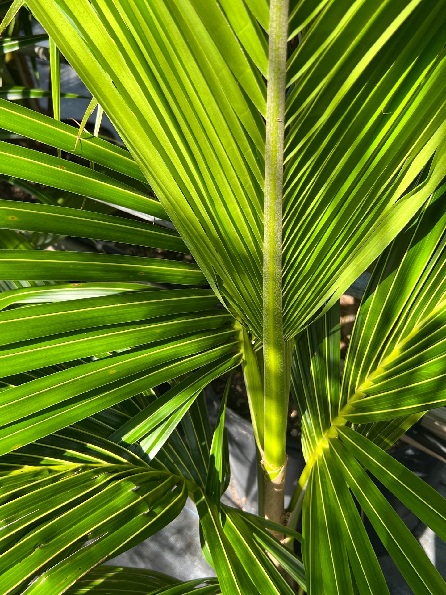 Coconut Palm