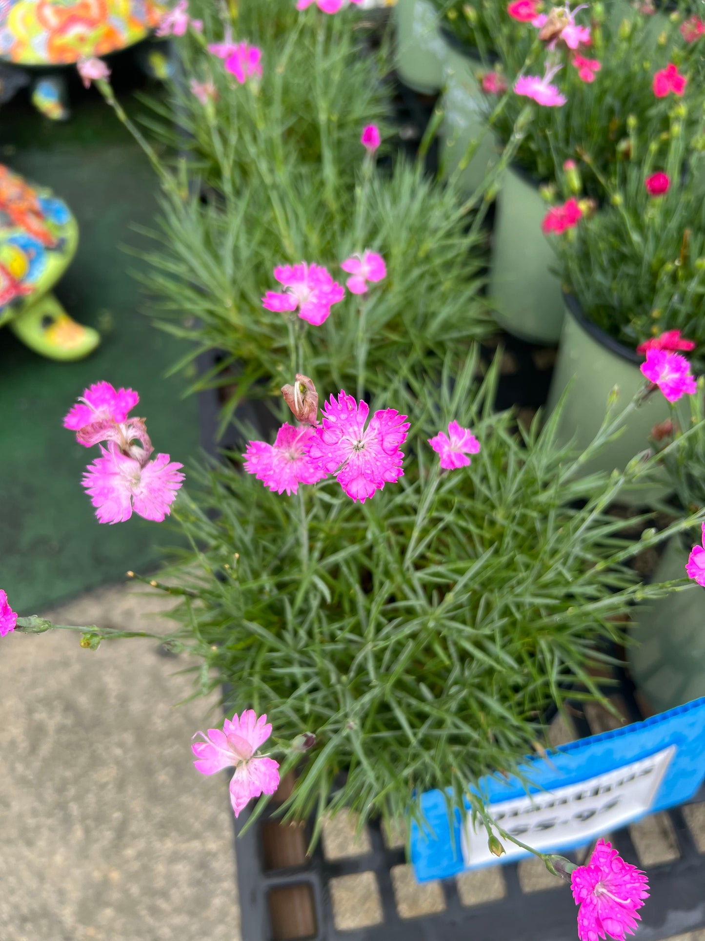 Dianthus