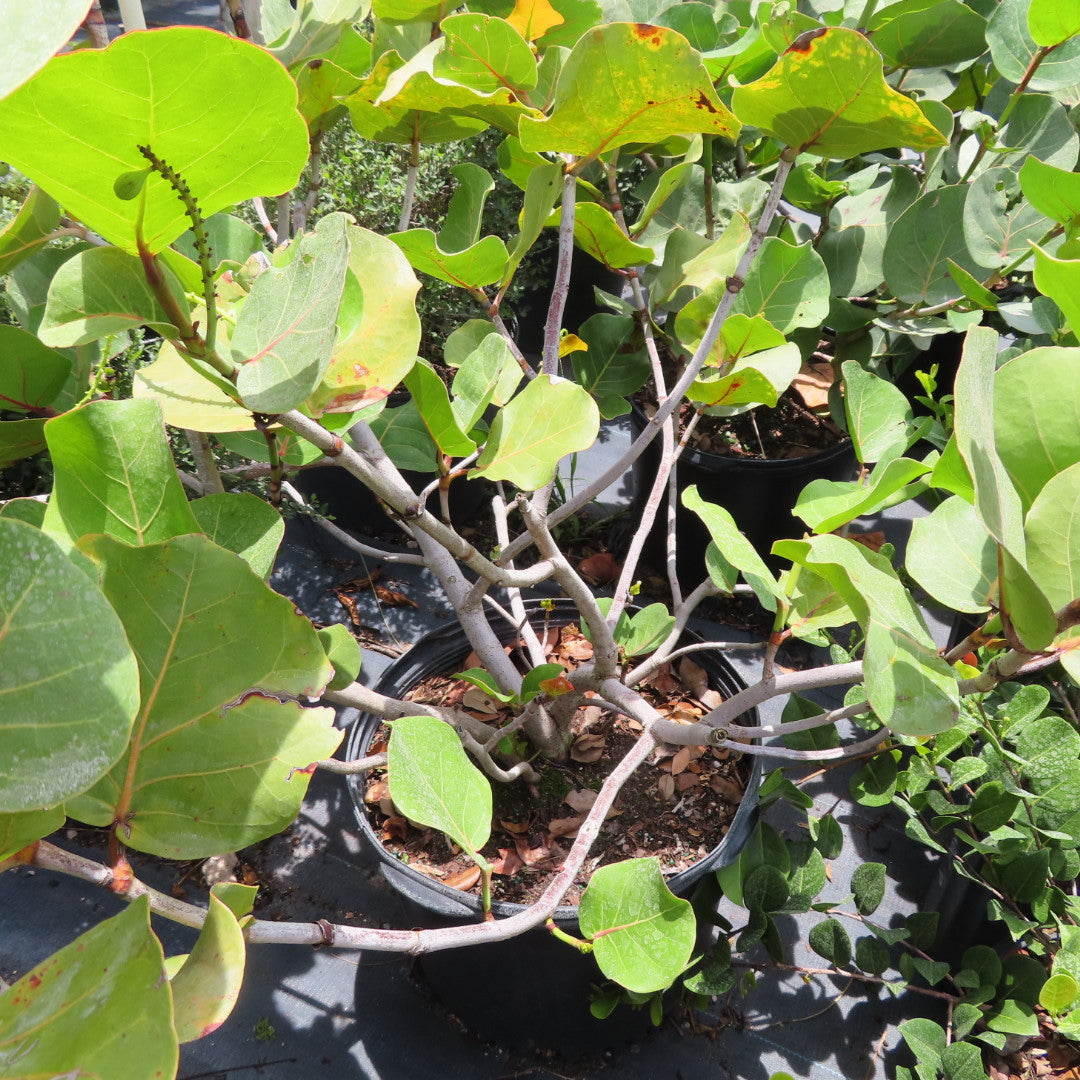 Sea Grape