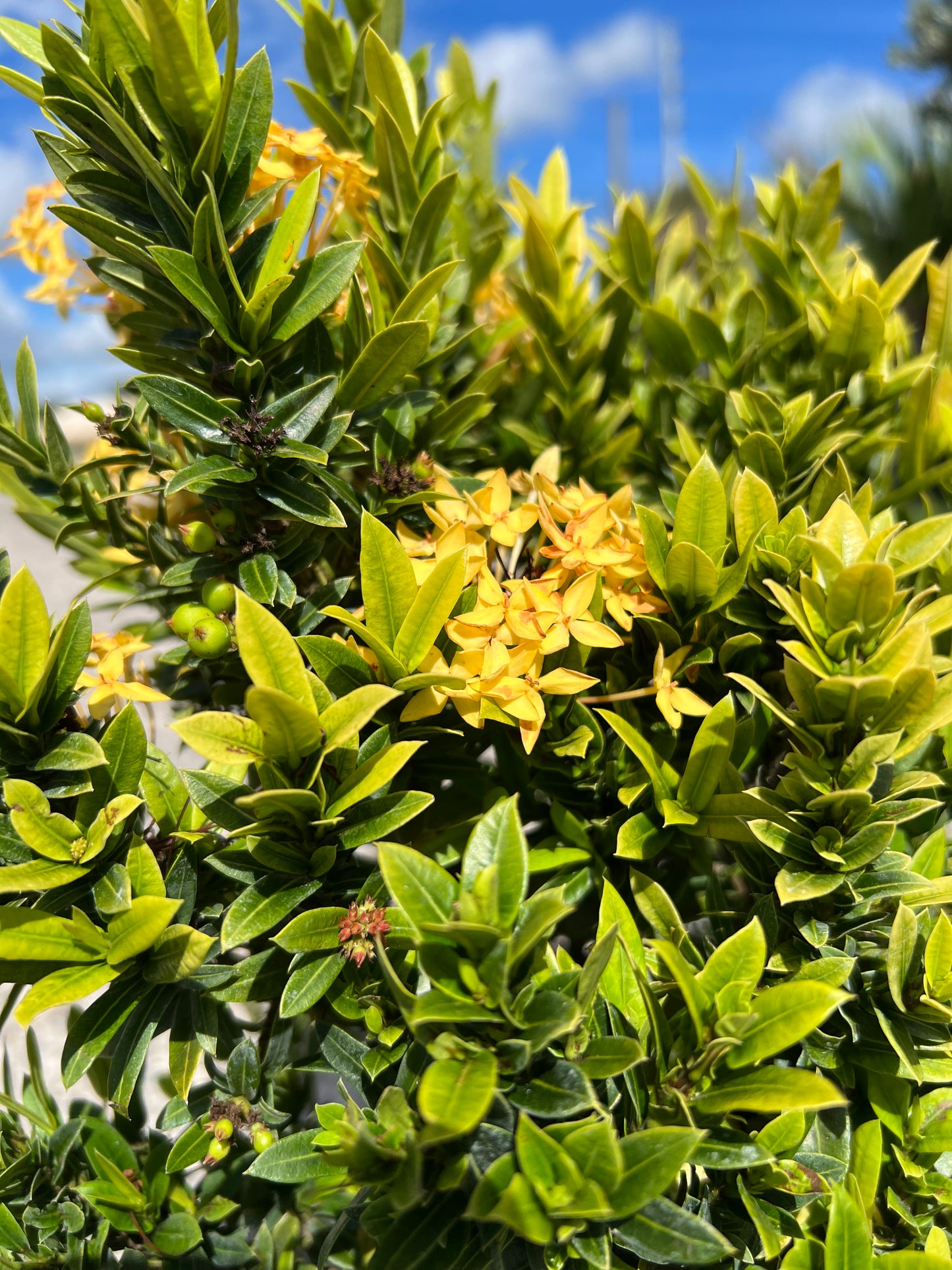 Ixora Taiwanese Dwarf