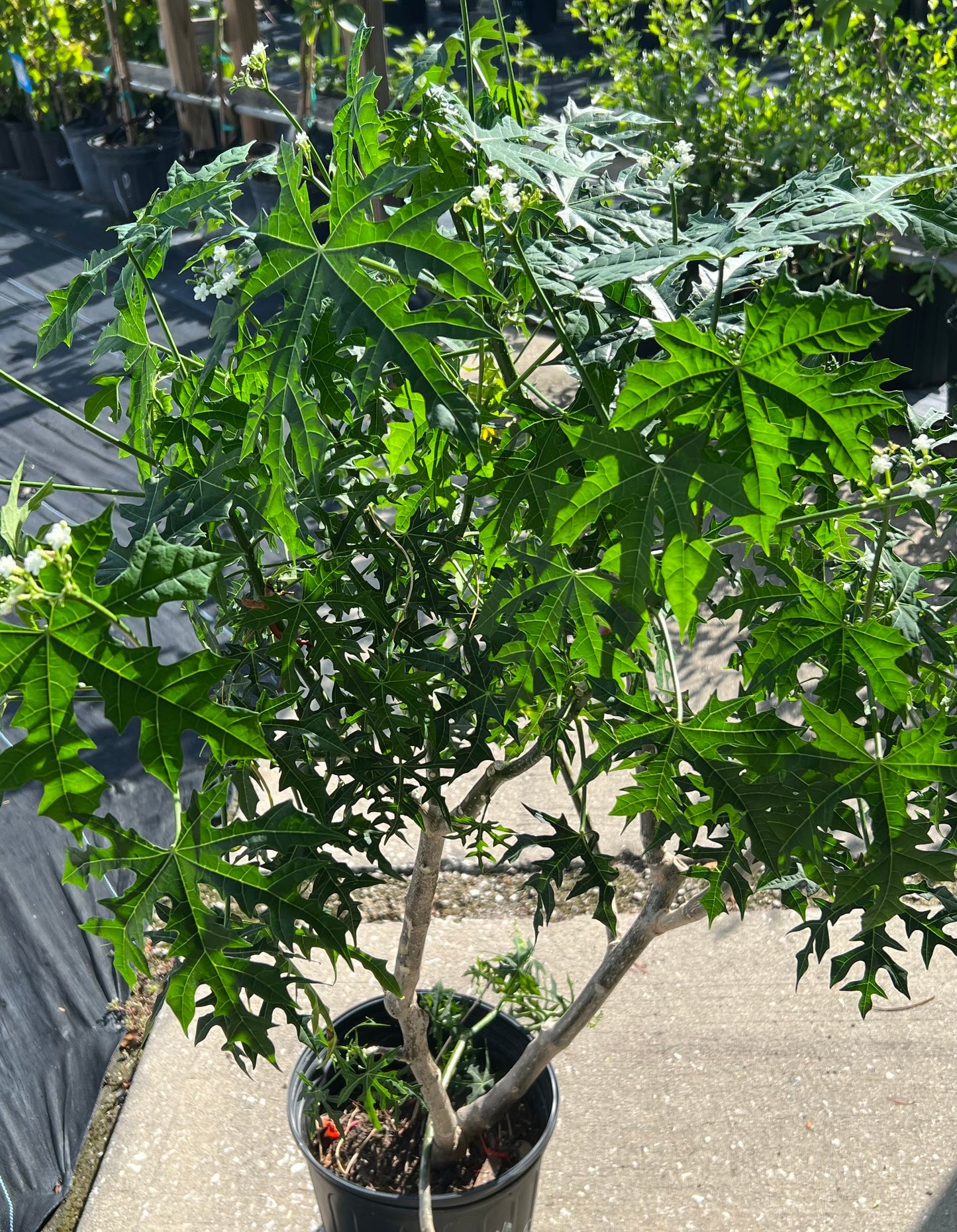 Chaya Mexican Spinach