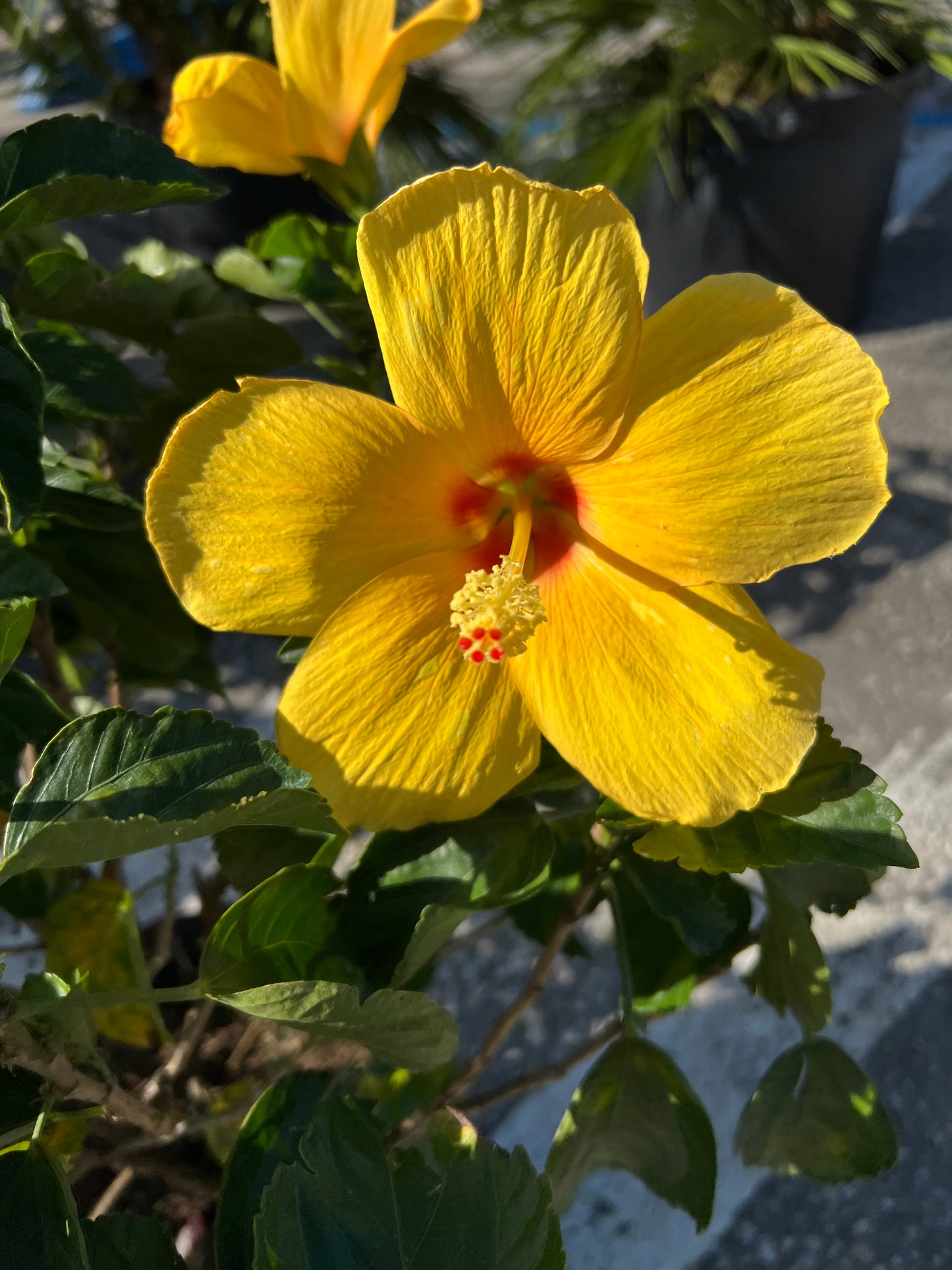 Hibiscus Shrubs