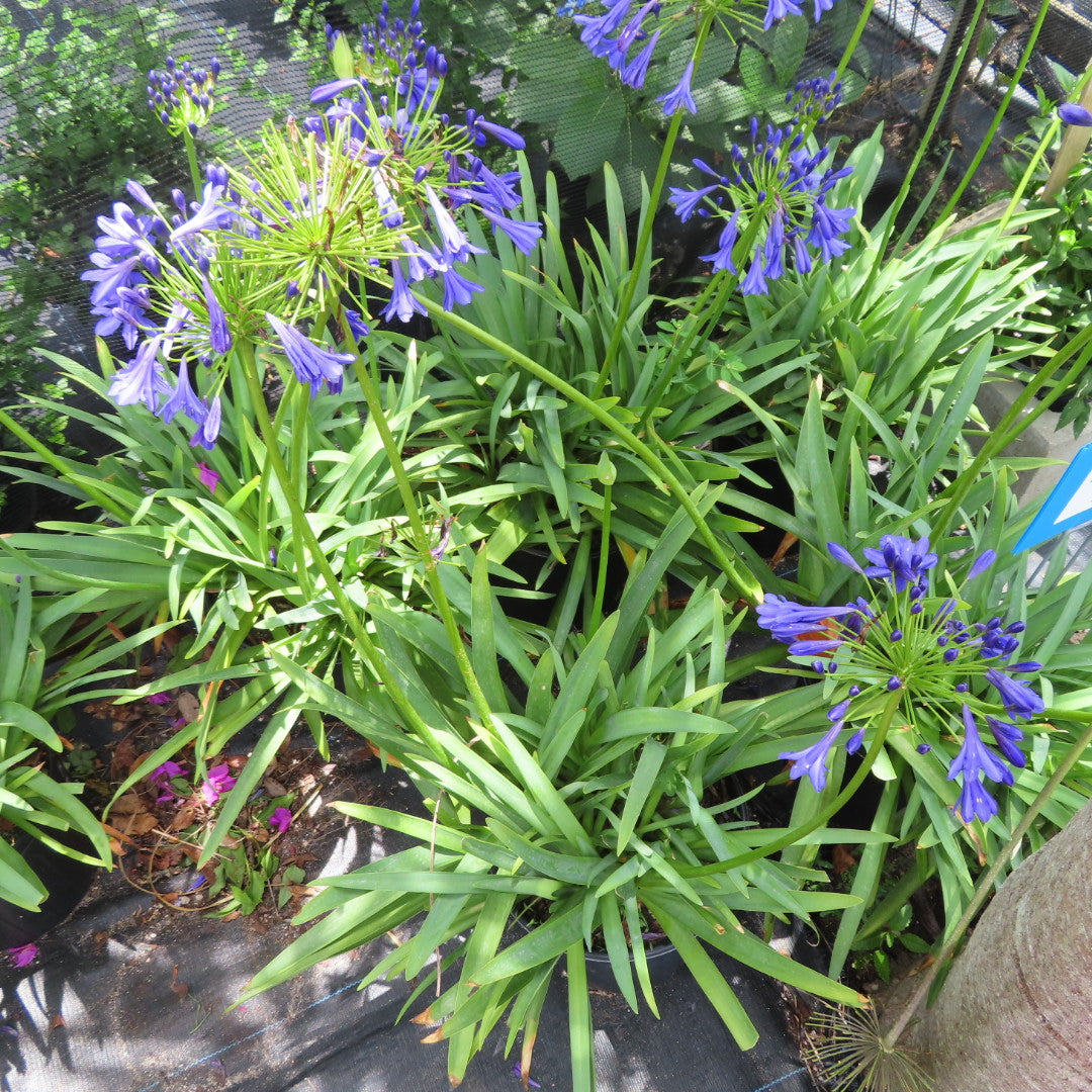 Agapanthus