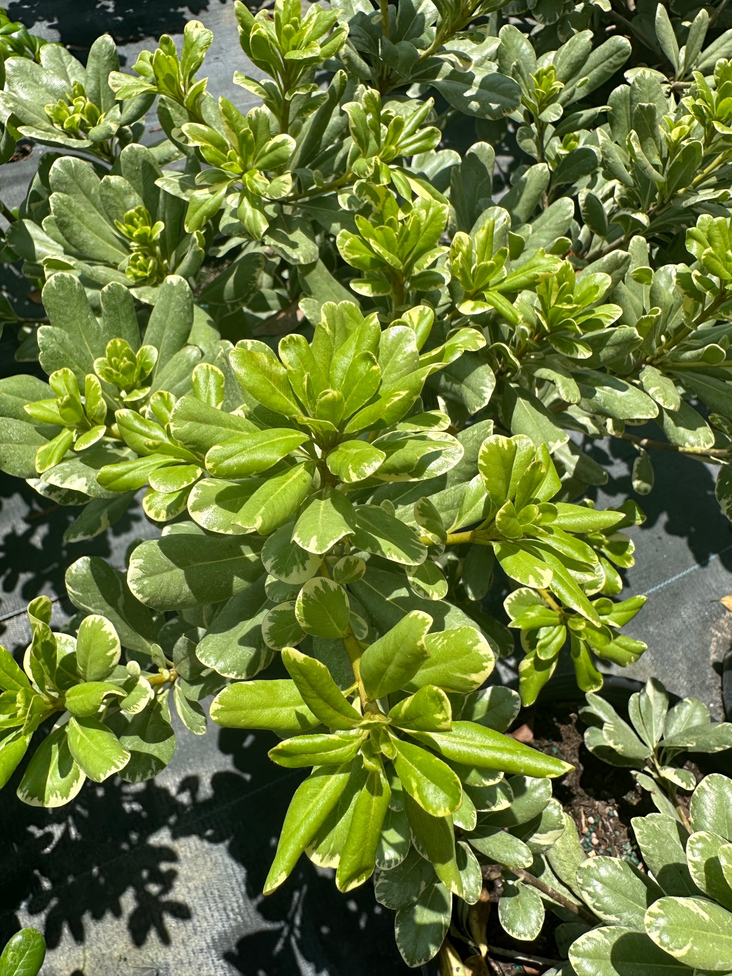 Pittosporum Variegated