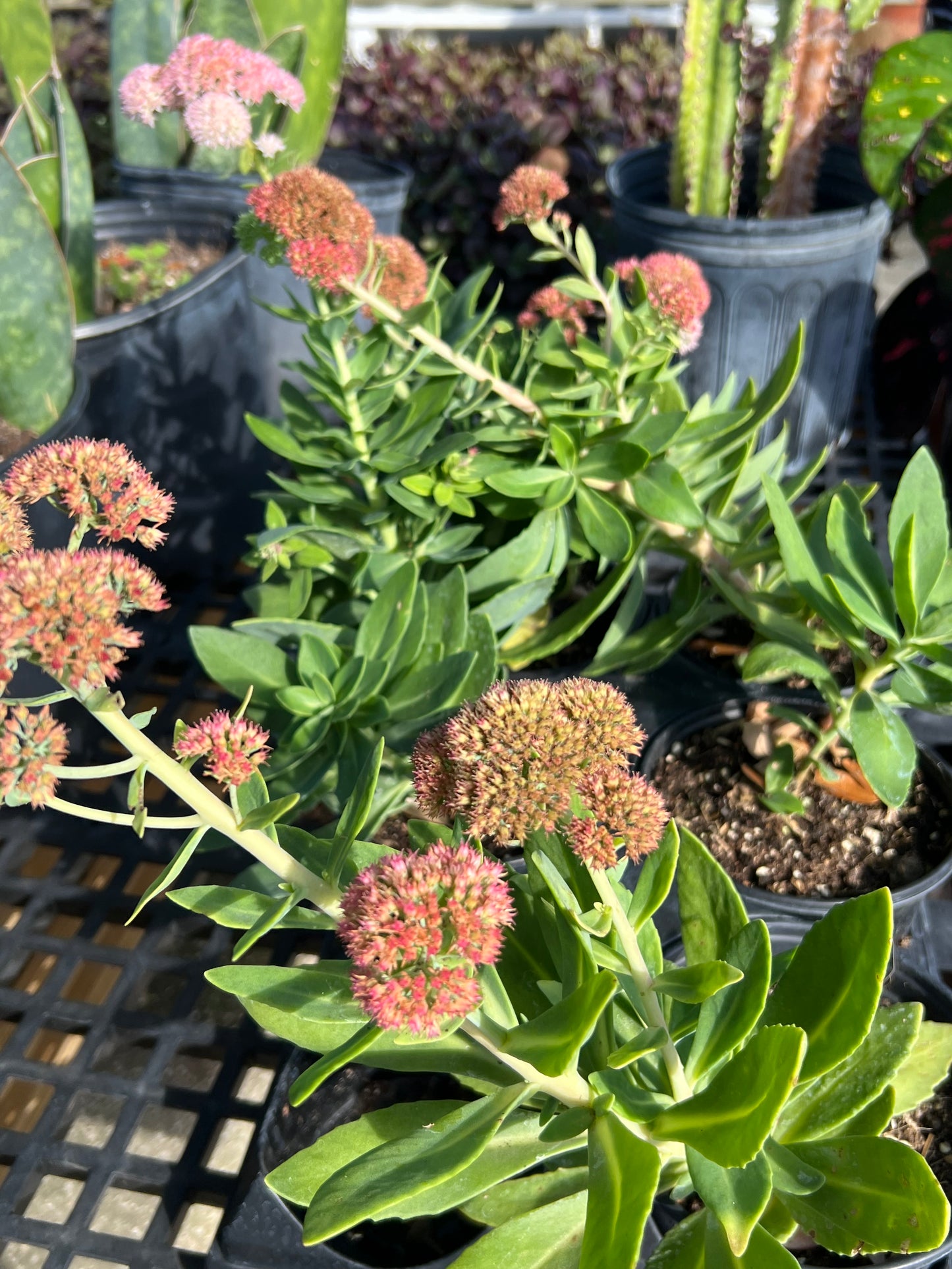 Sedum 1G