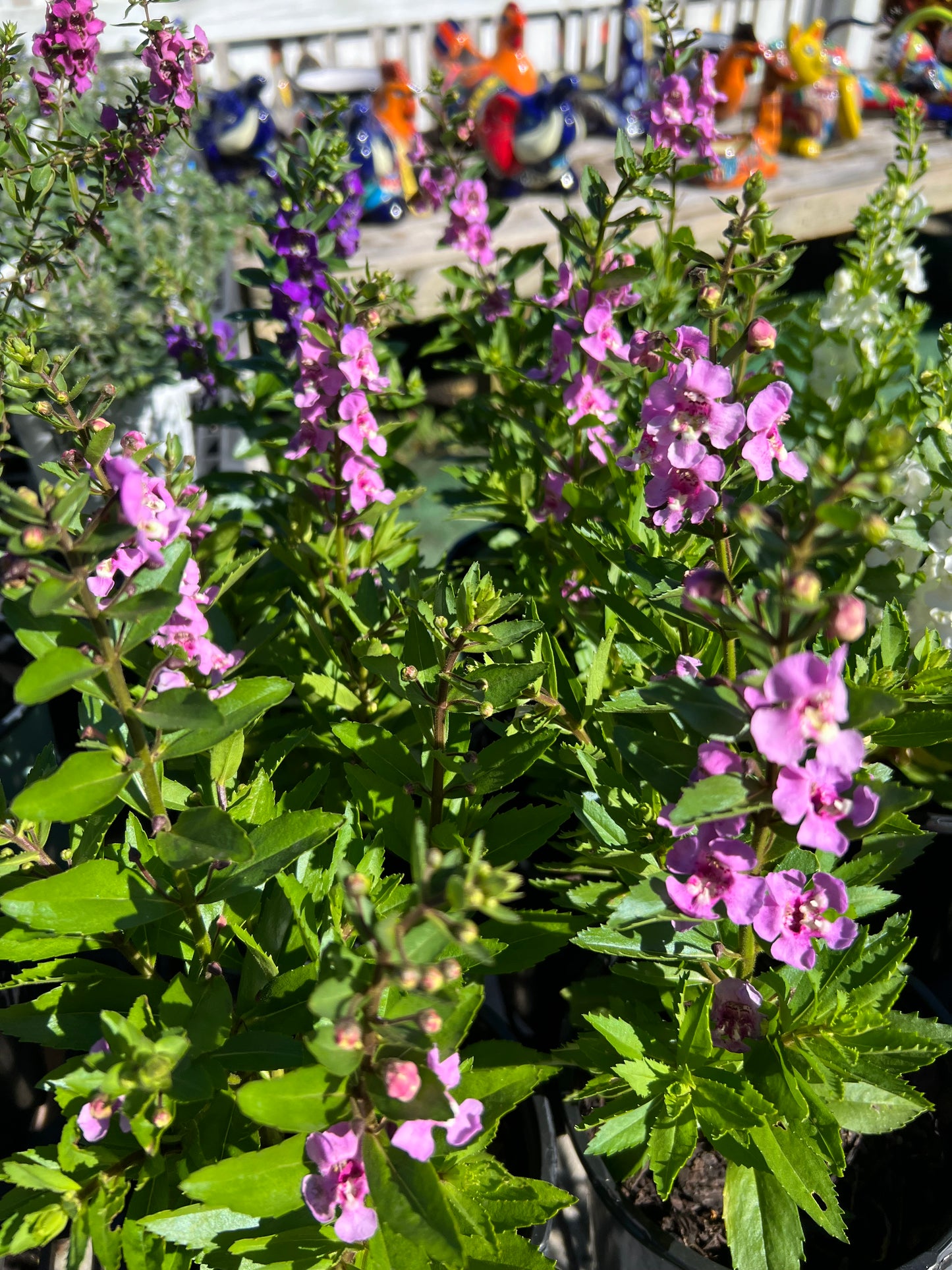 Angelonia Serena/Angelfce-1G-1 gal