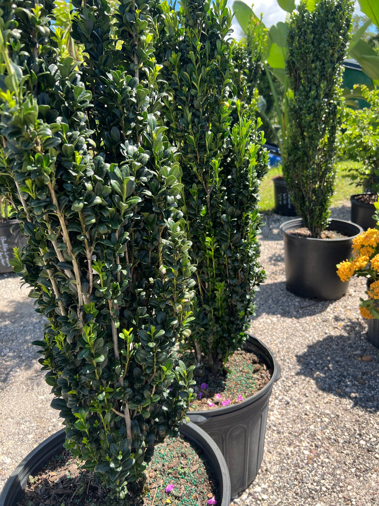 Ilex Sky Pencil (crenata)