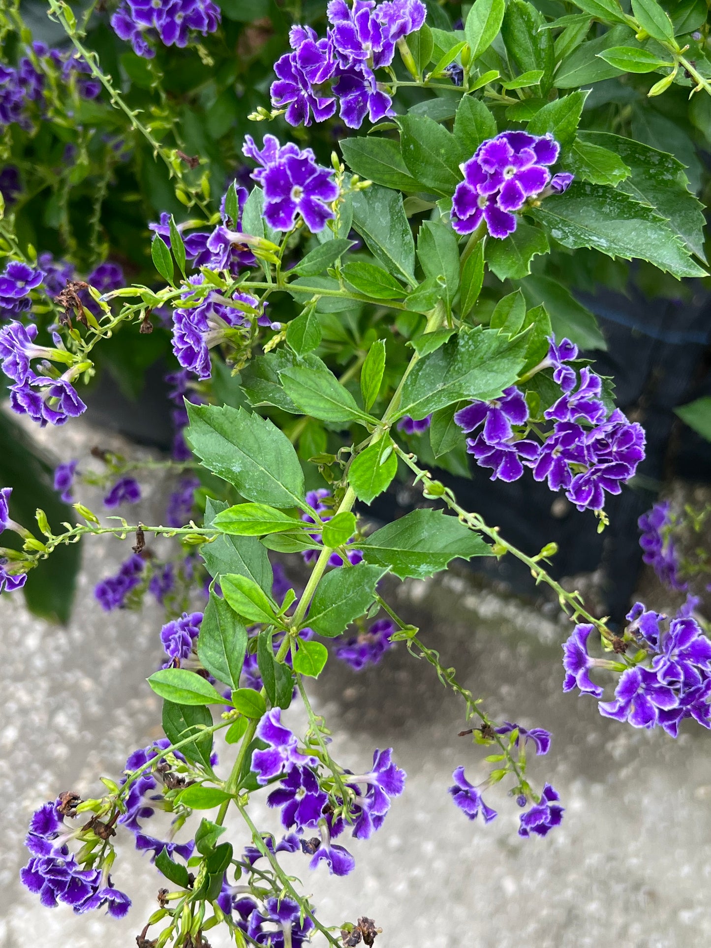 Duranta Sapp Shower