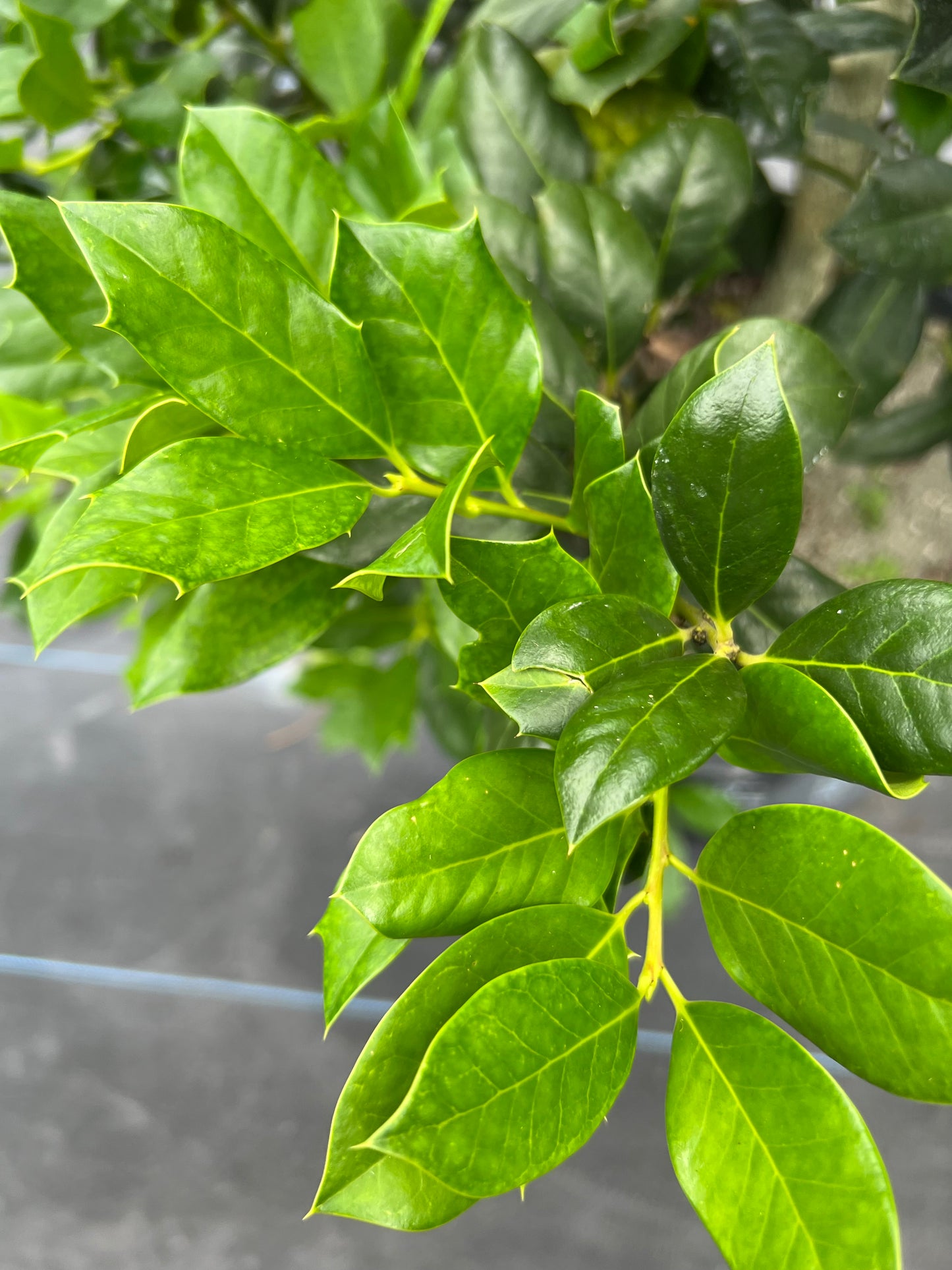 Burfordi Holly Dwarf-15G
