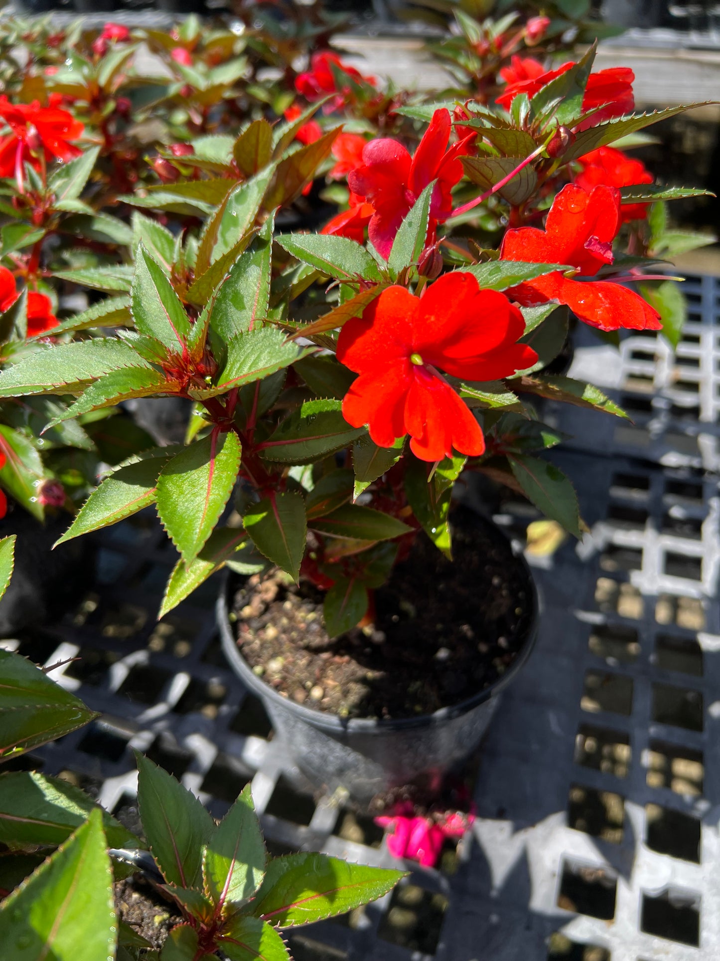 Sunpatiens (New Guinea)