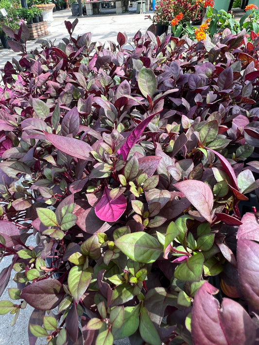 Alternanthera Little Ruby 1G