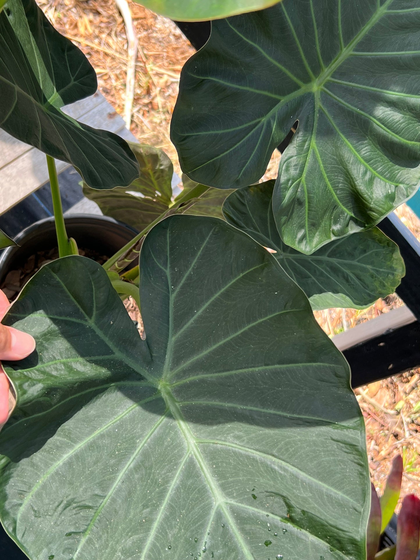 Alocasia Shrubs