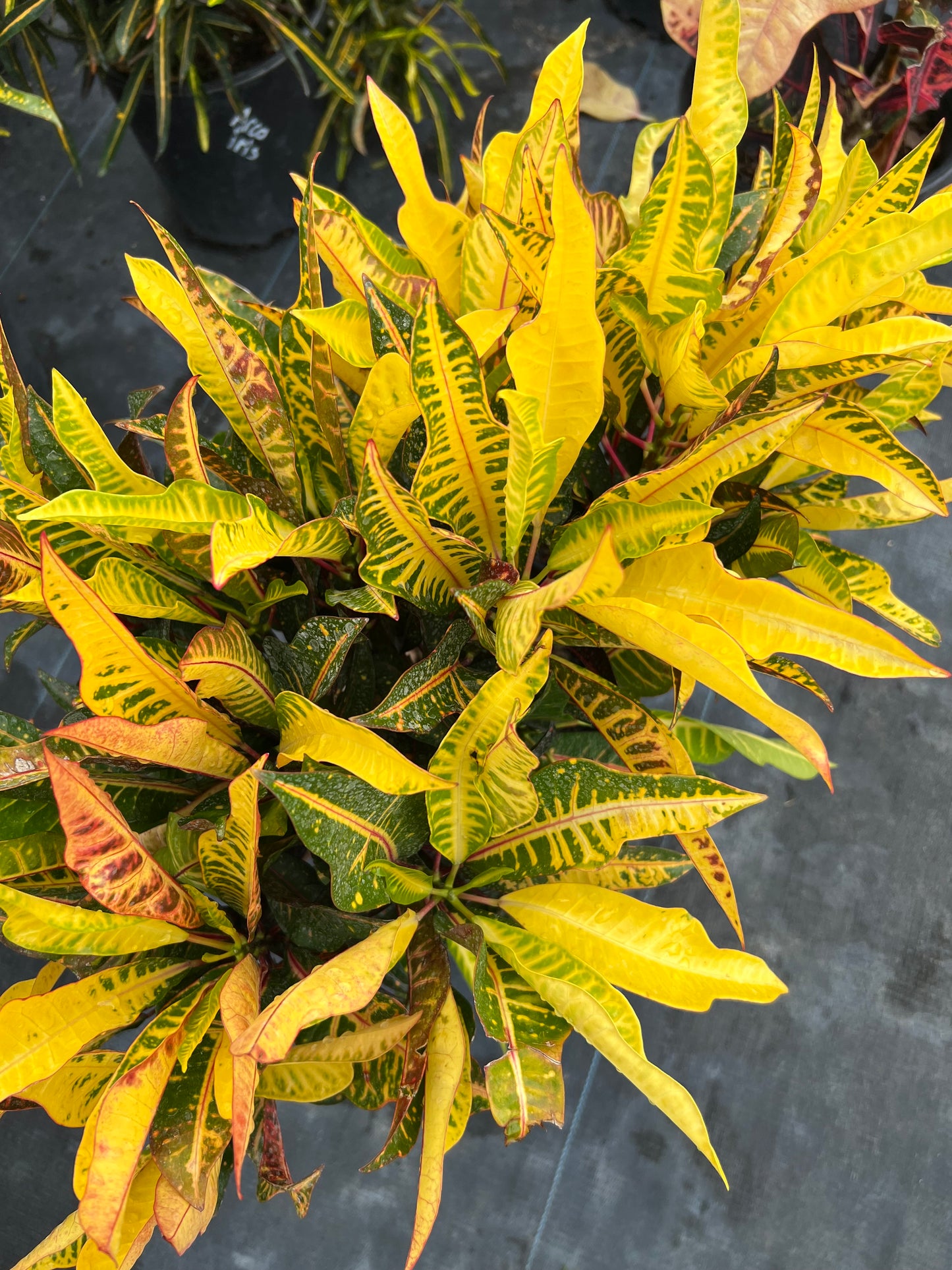 Croton AFD5