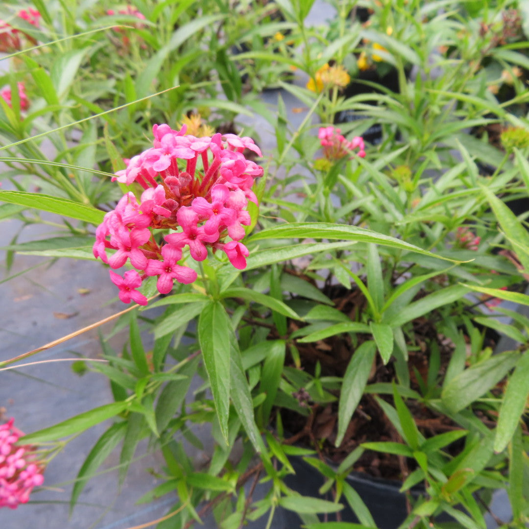 Pentas (Pentas Lanceolata) 1G