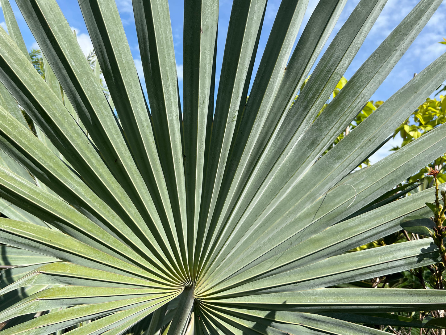 Bismark Palm