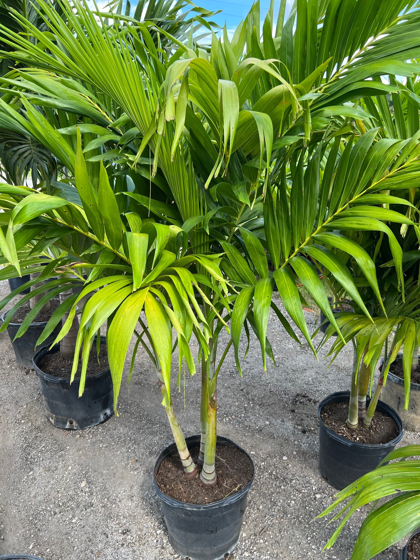 Adonidia Palm