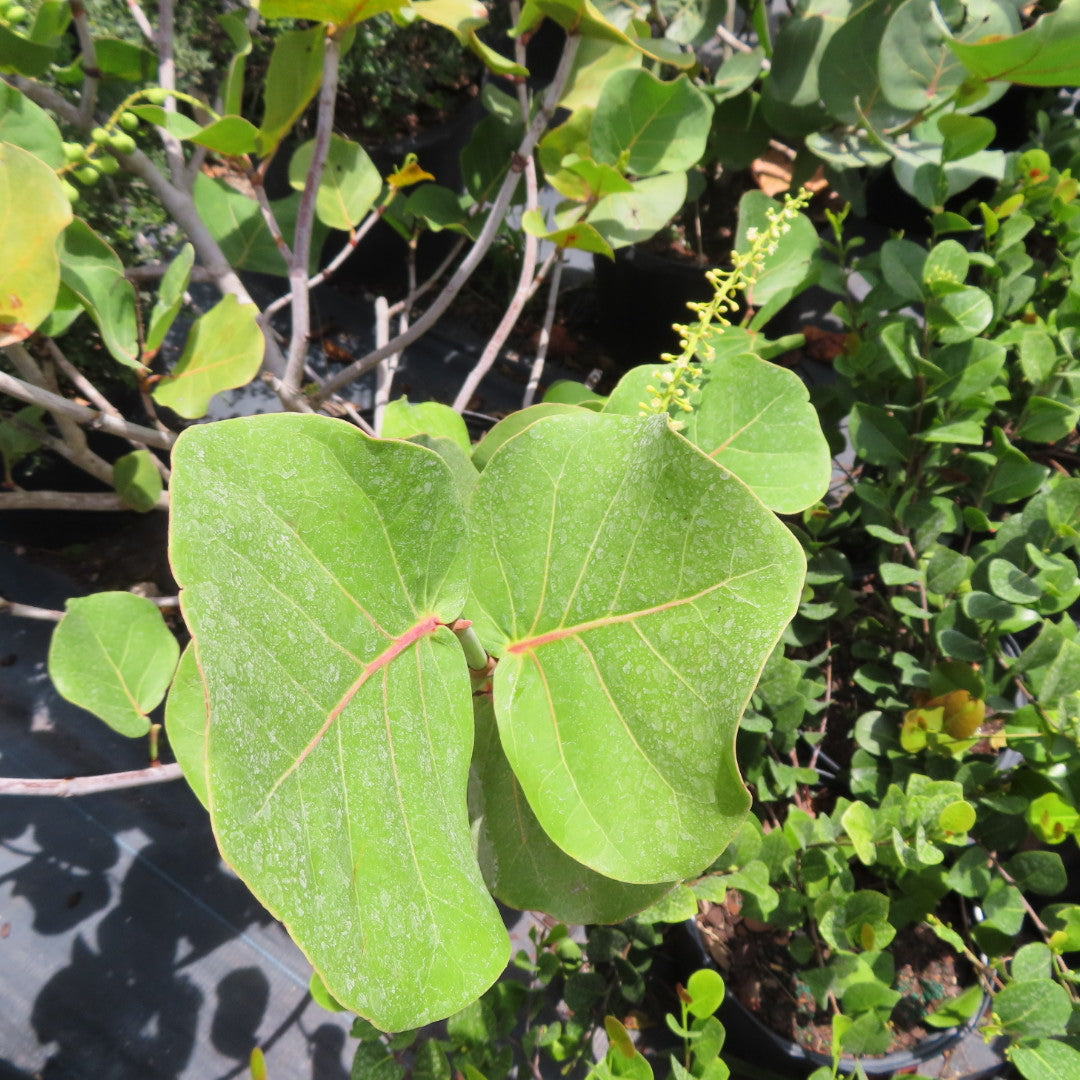 Sea Grape