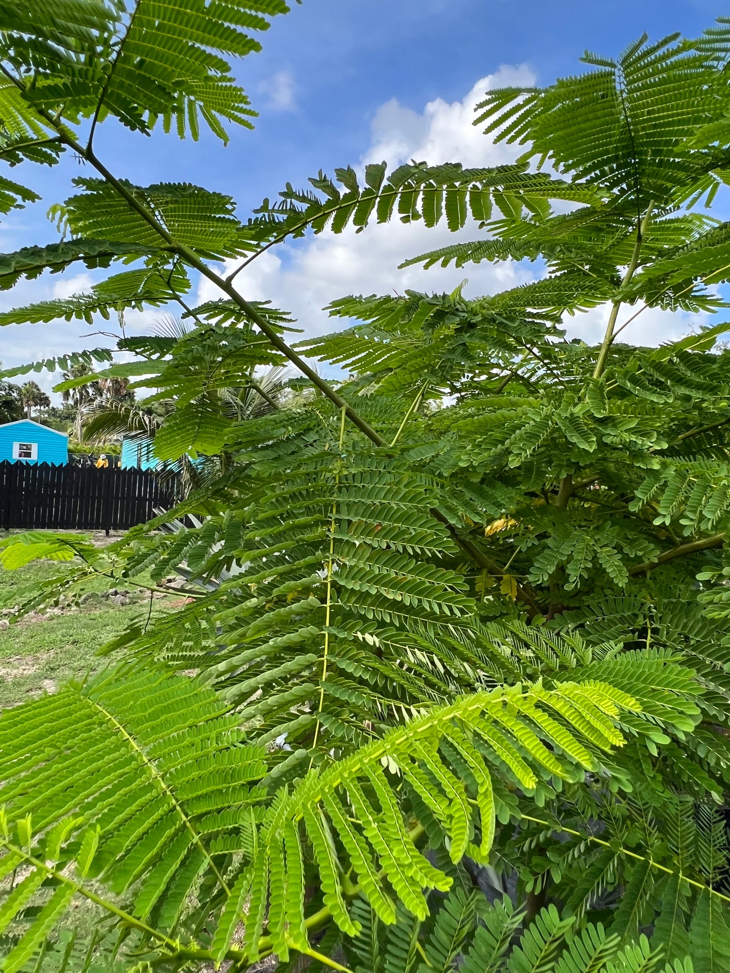 Royal Poinciana Tree