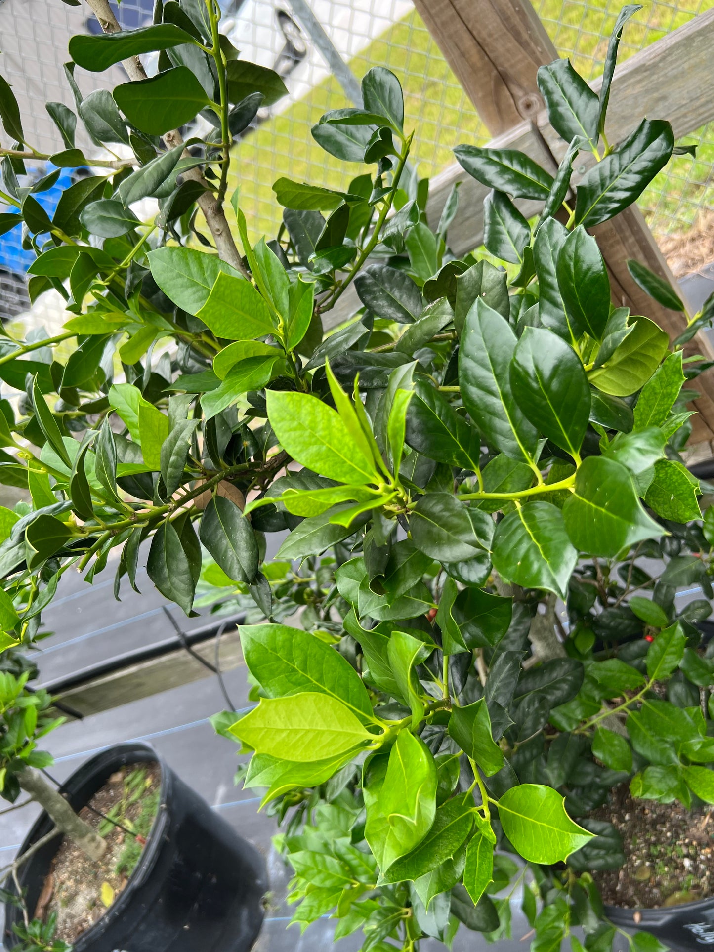 Burfordi Holly Dwarf-15G