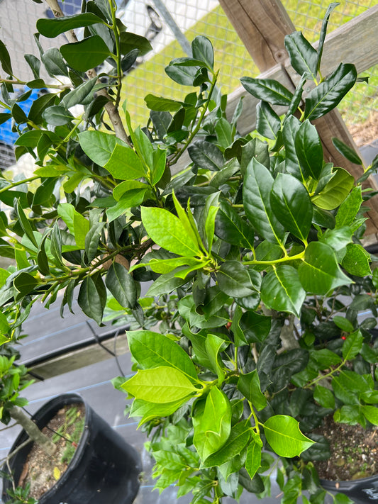 Burfordi Holly Dwarf-15G
