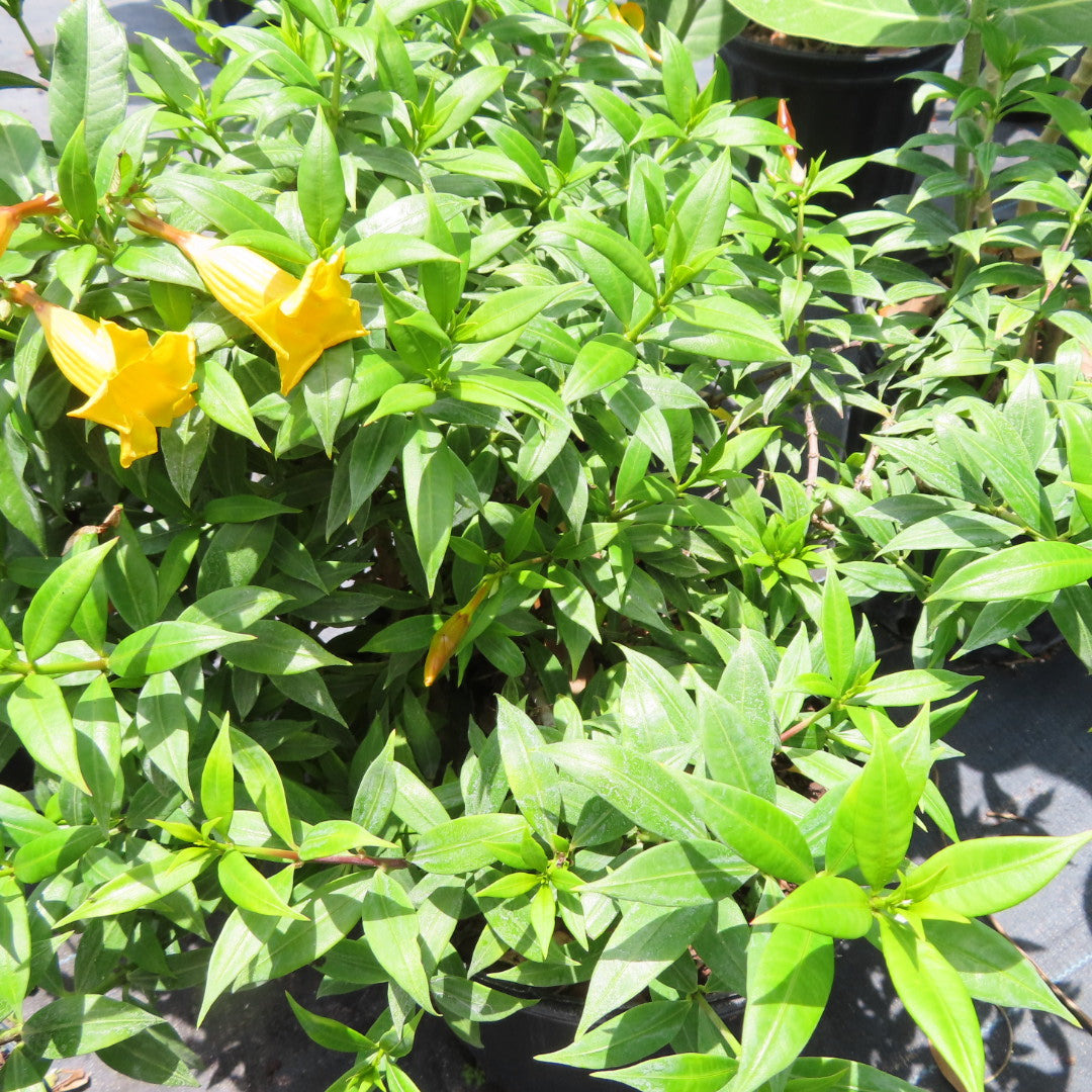 Allamanda Bush-3G-3 gal