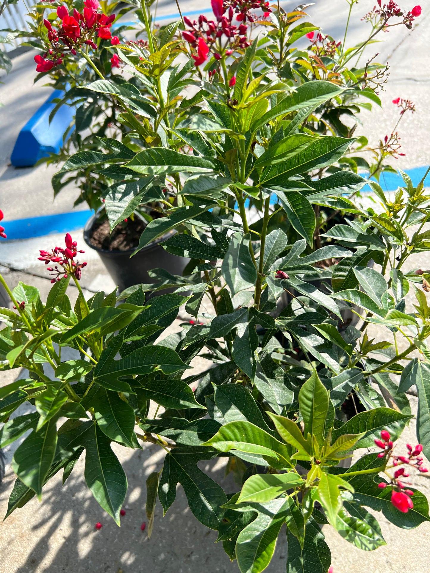 Jatropha Shrub (integerrima)