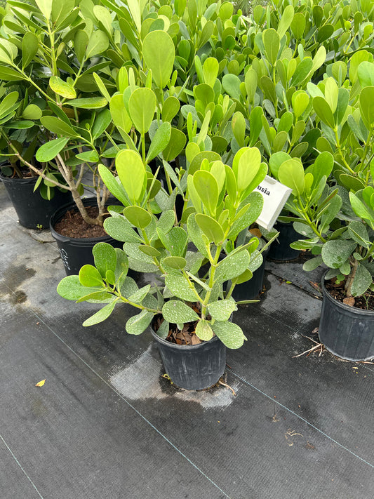 Clusia Regular Guittifera Shrub