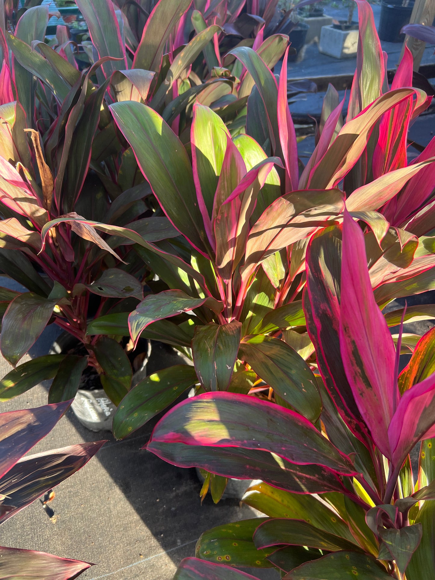 Cordyline Shrubs