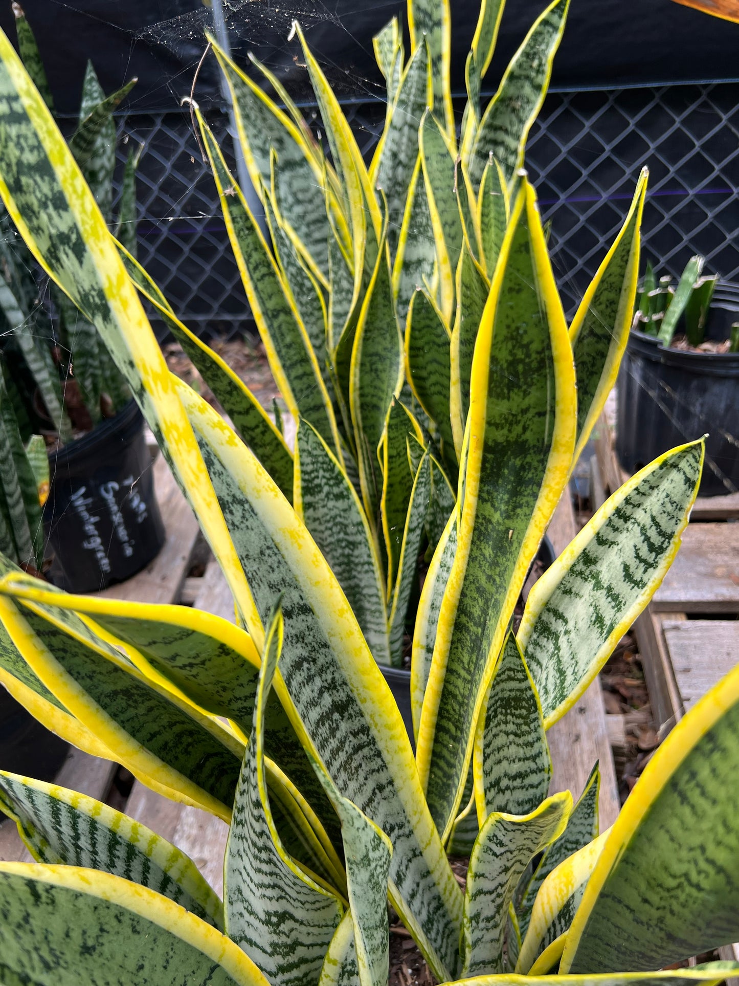 Sansevieria Laurenti-3G-3 gal