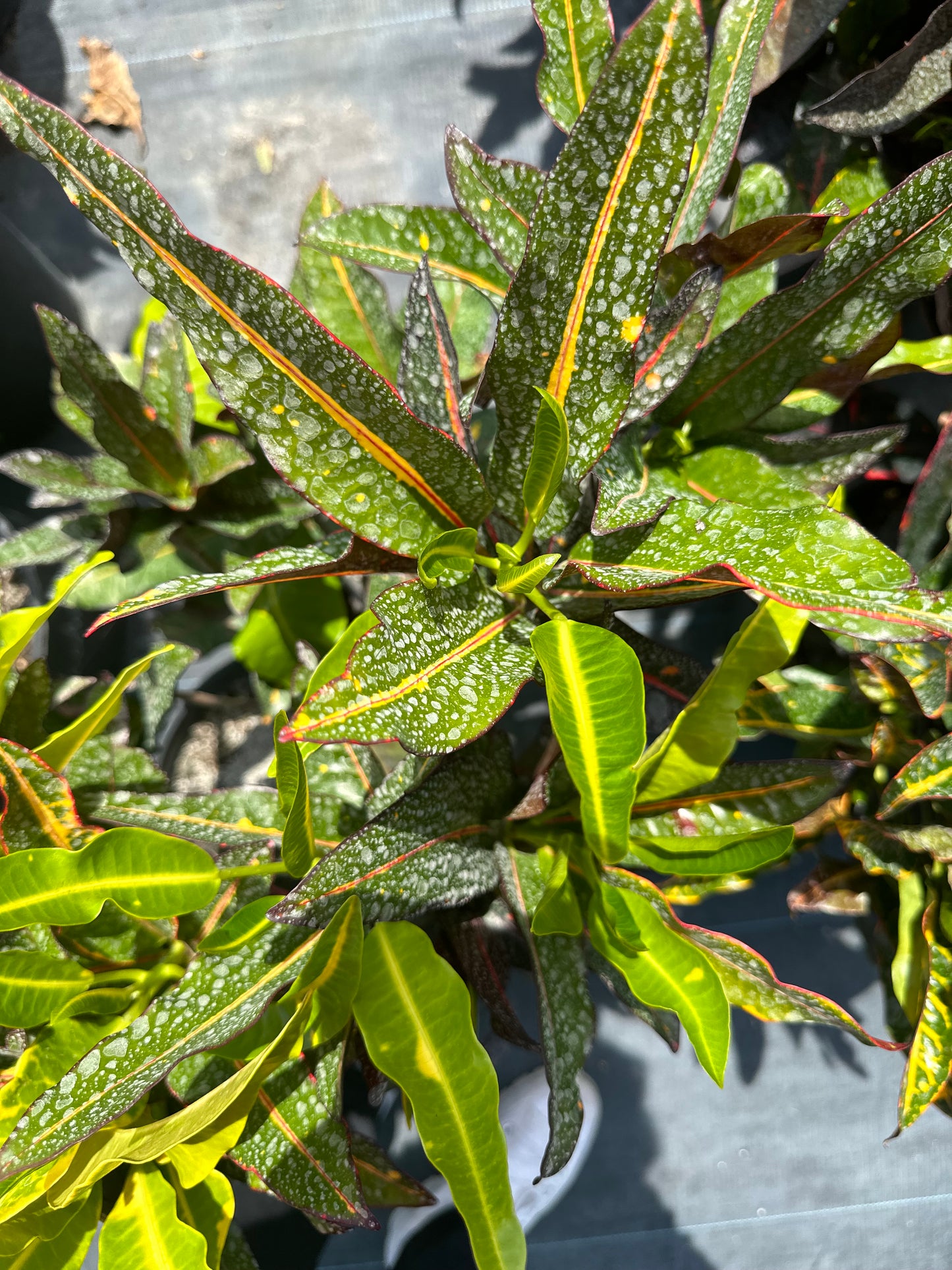 Croton Pinocchio Variegated