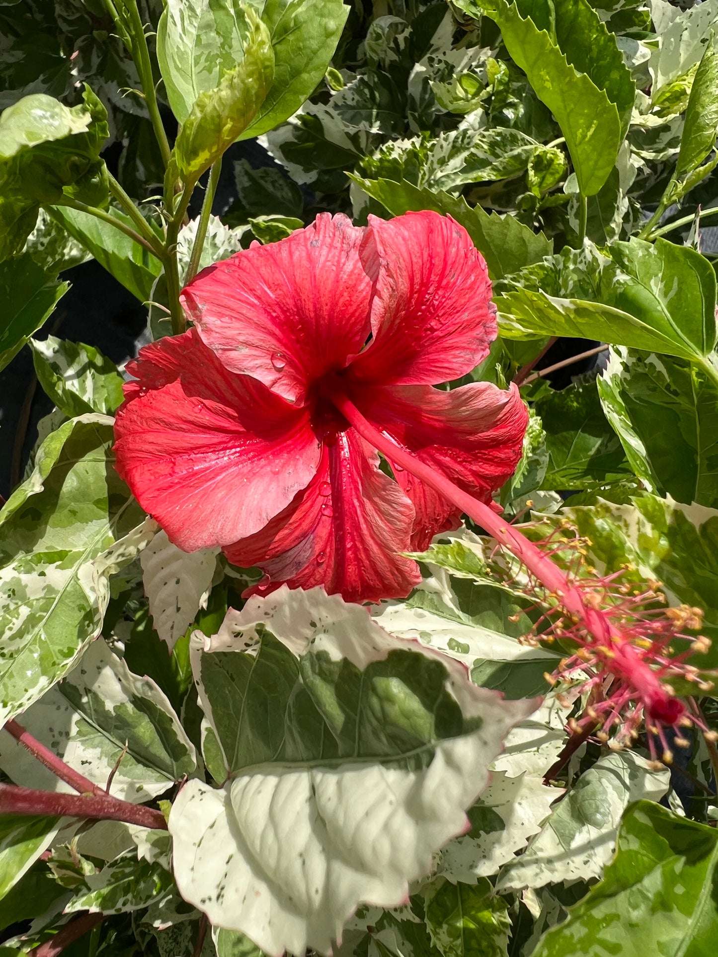 Hibiscus Shrubs