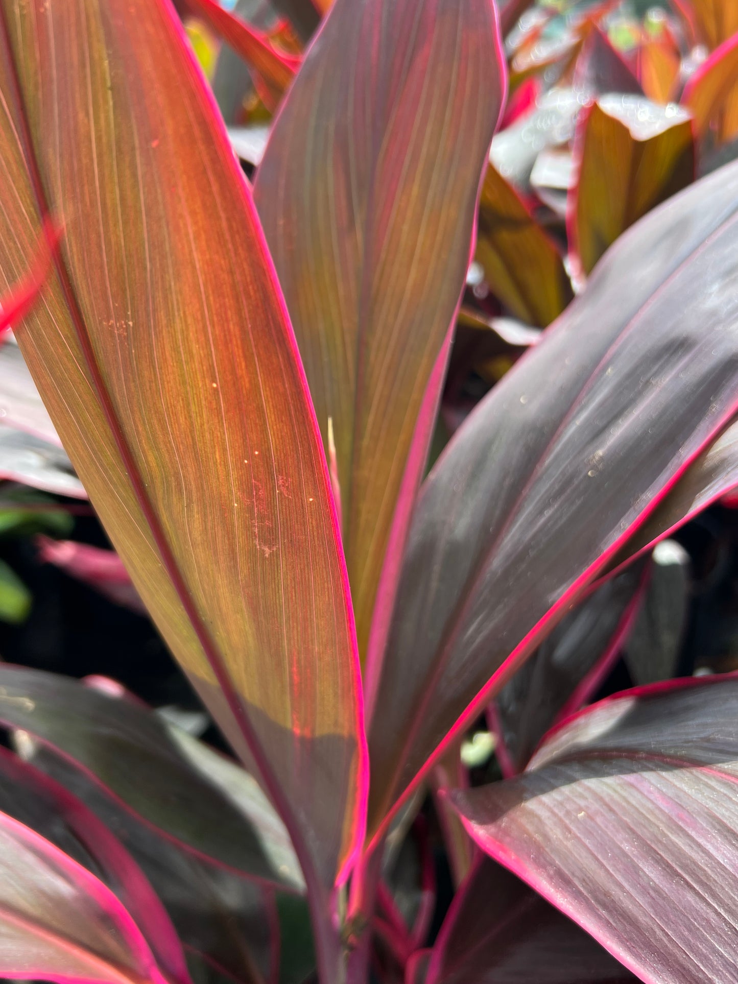 Cordyline Shrubs