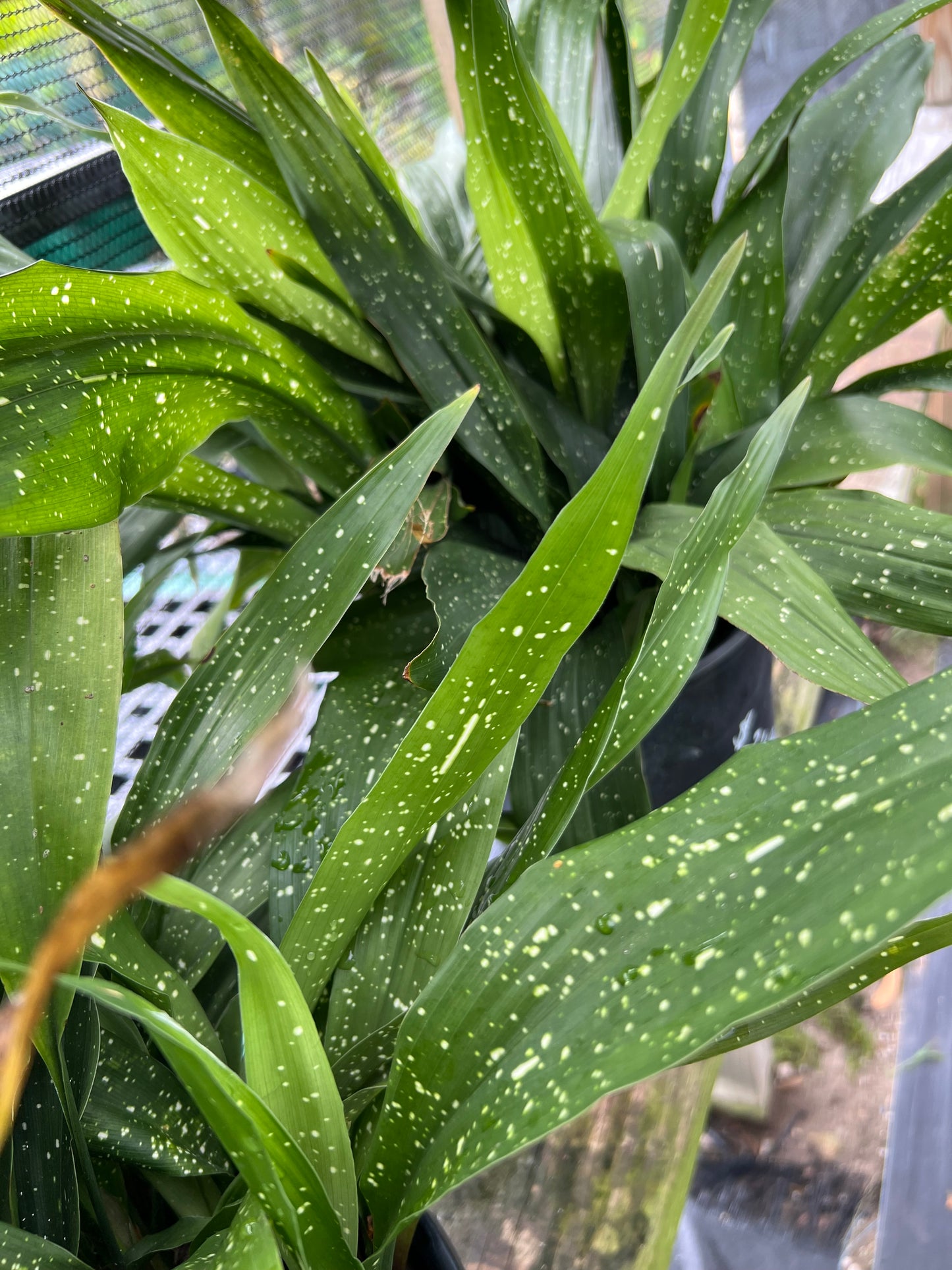 Cast Iron Aspidistra