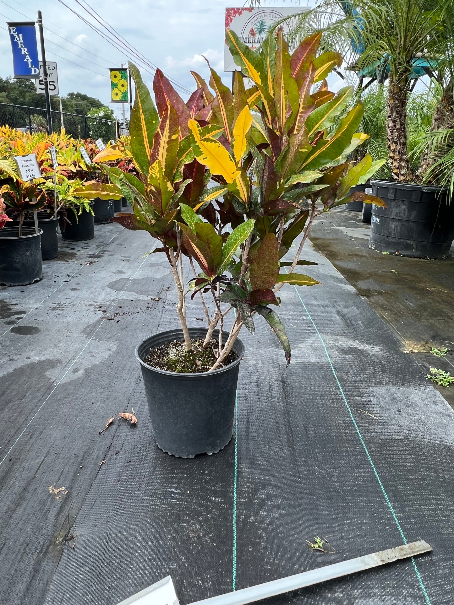 Croton Mango