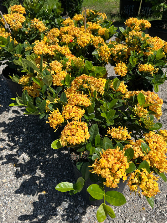 Ixora