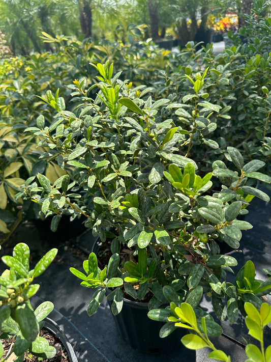 Burfordi Holly Dwarf-3G