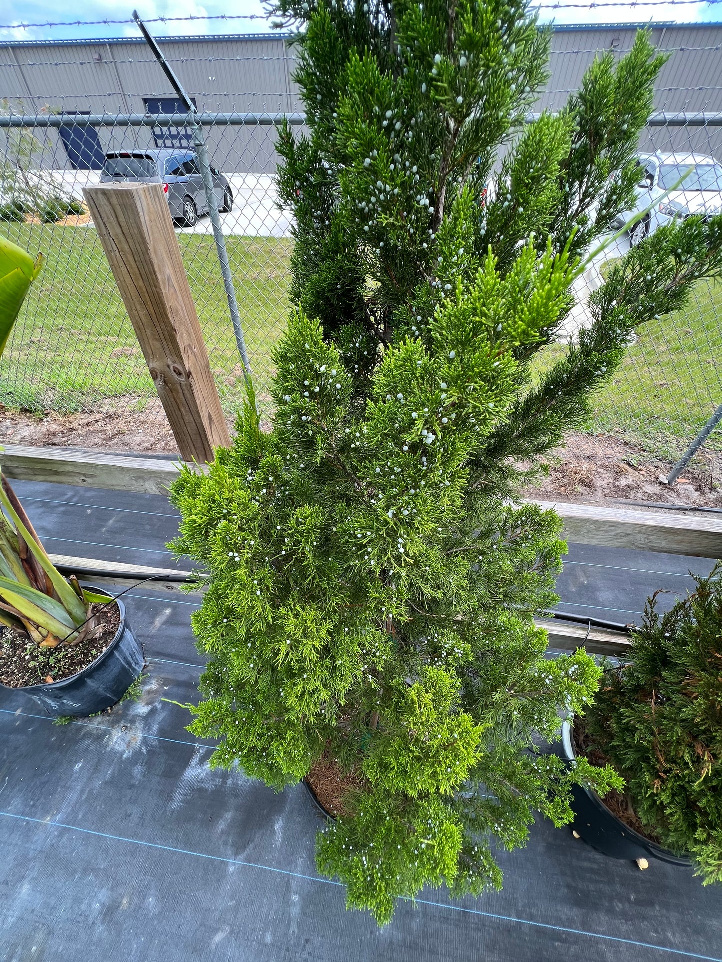 Brodie Juniper Red Cedar