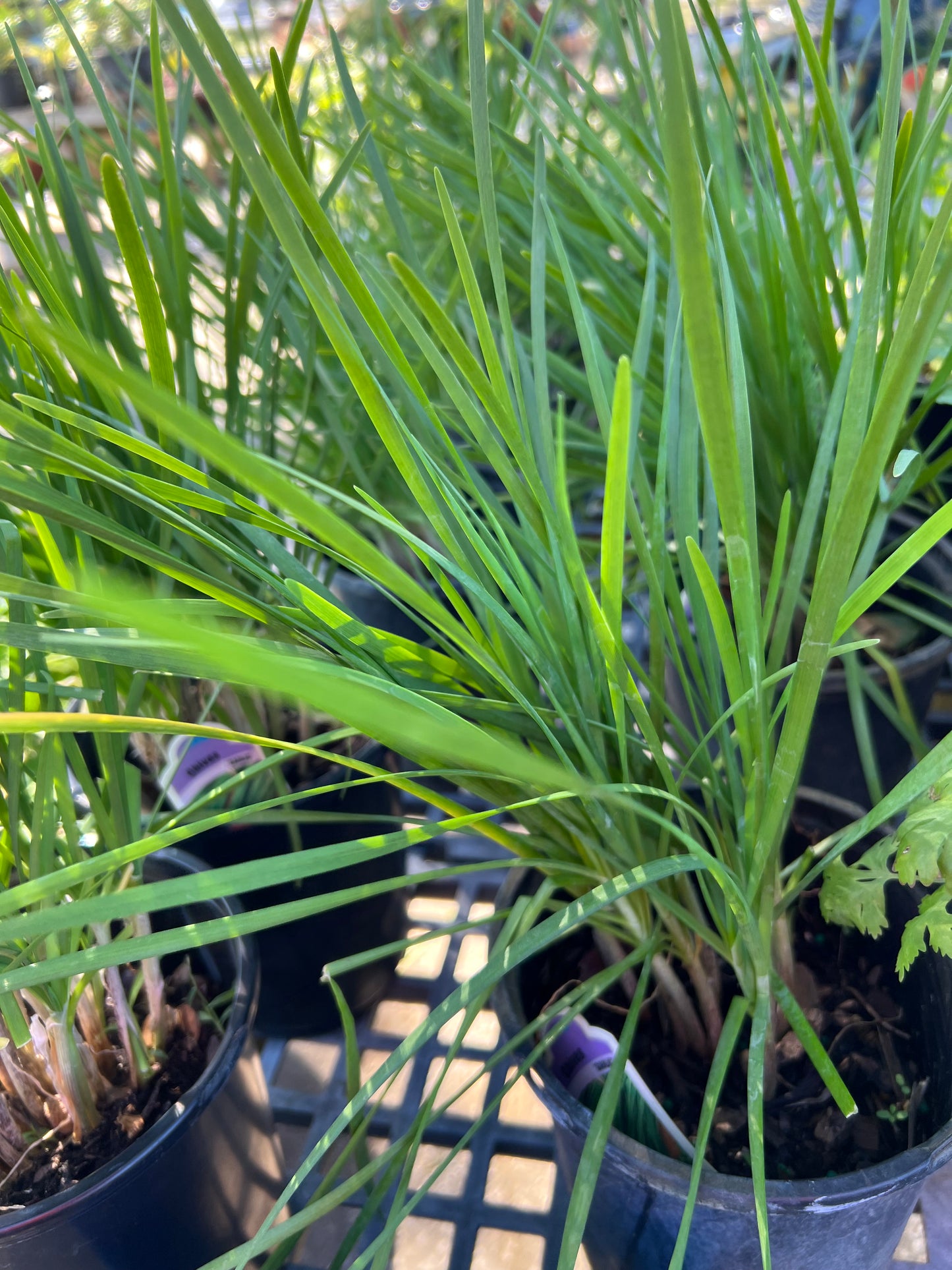 Chives Garlic 1 Gal