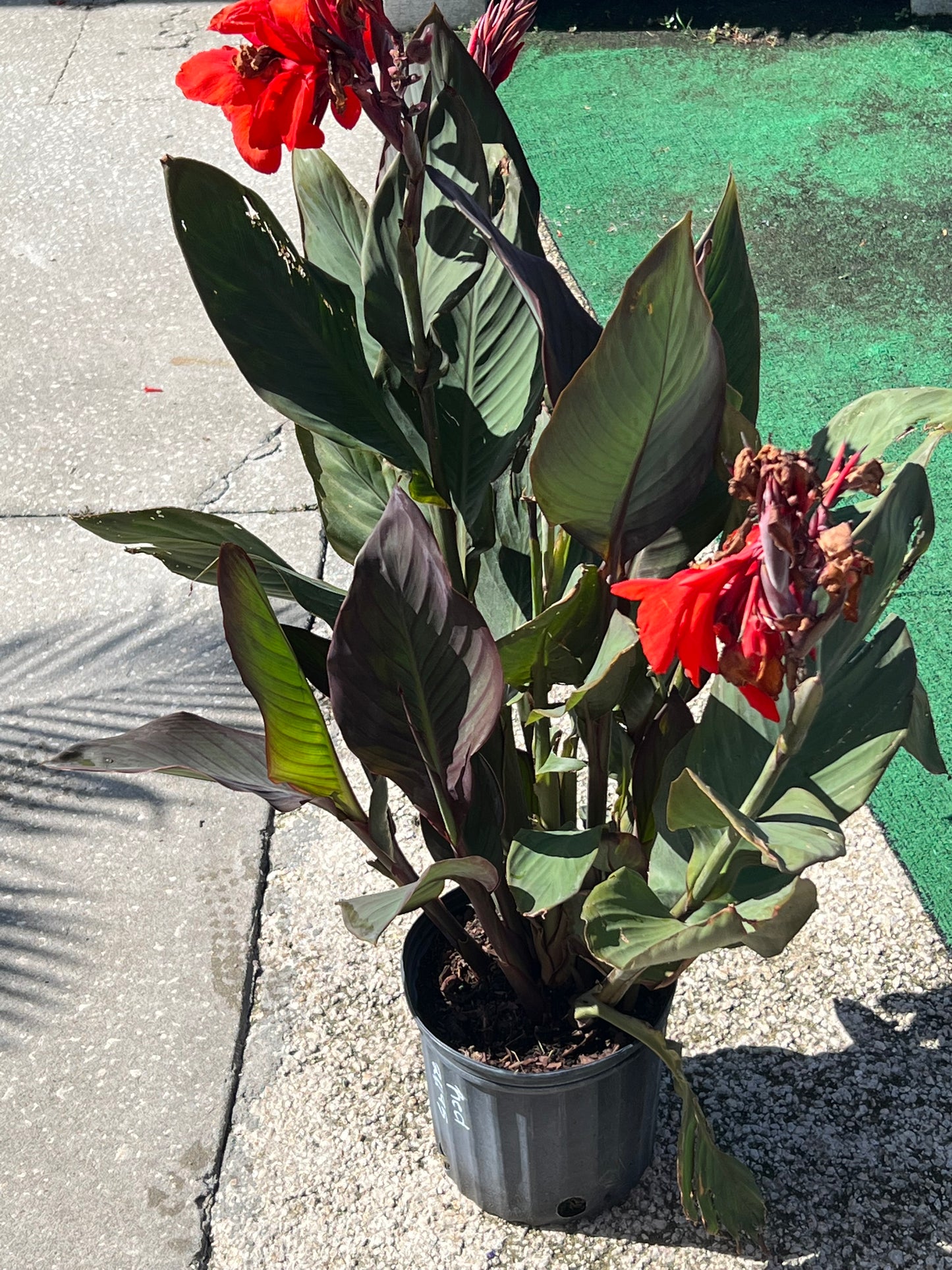 Canna Lily