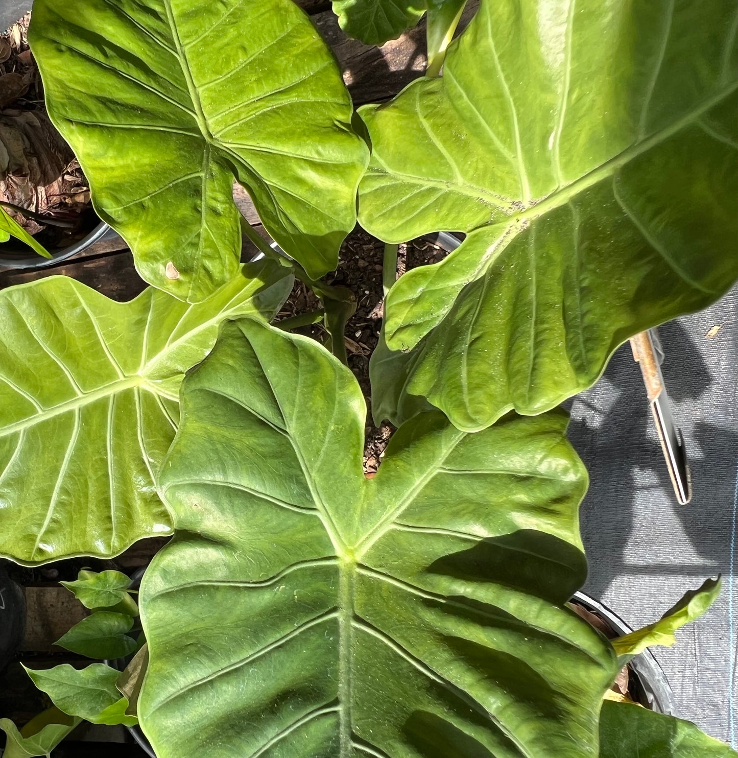 Alocasia Shrubs