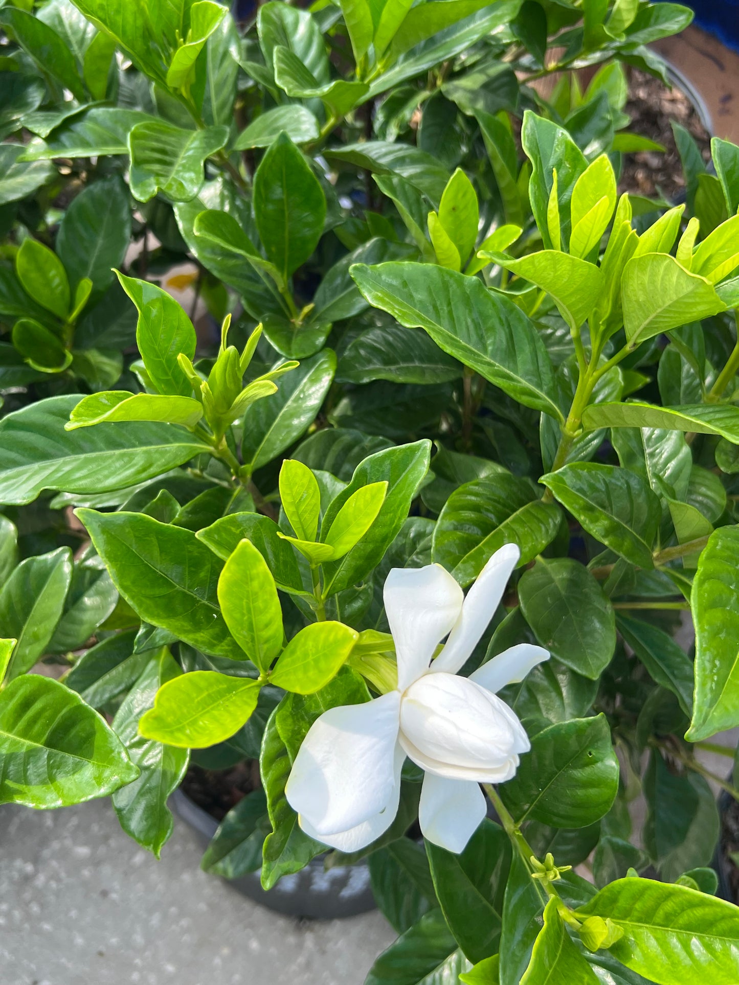 Gardenia Miami Supreme Grafted