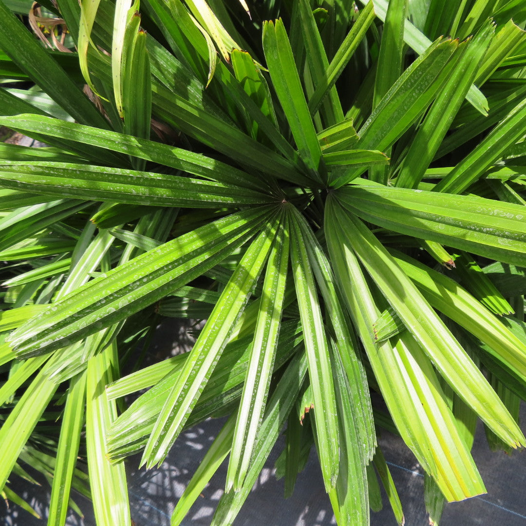 Lady Rhapis Palm