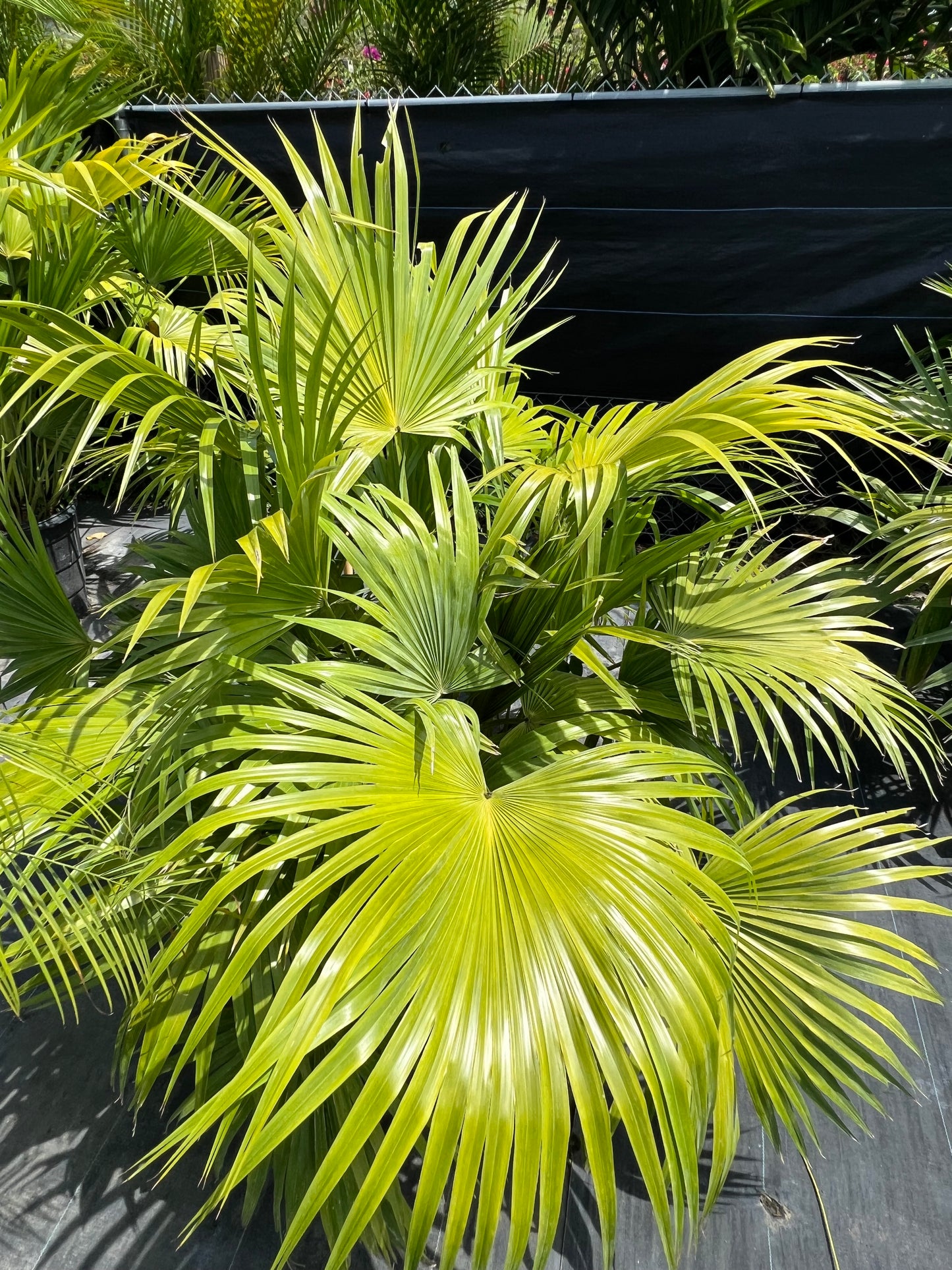 Chinese Fan Palm