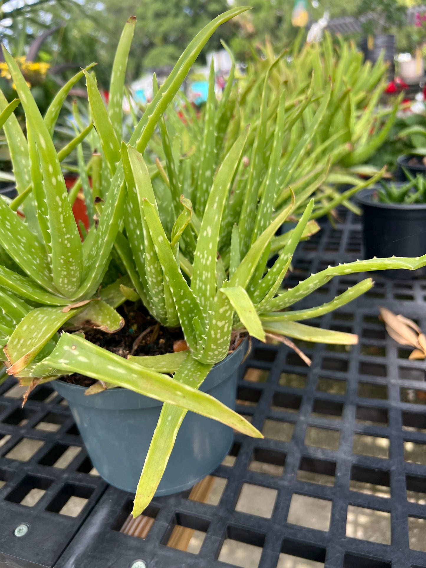 Aloe