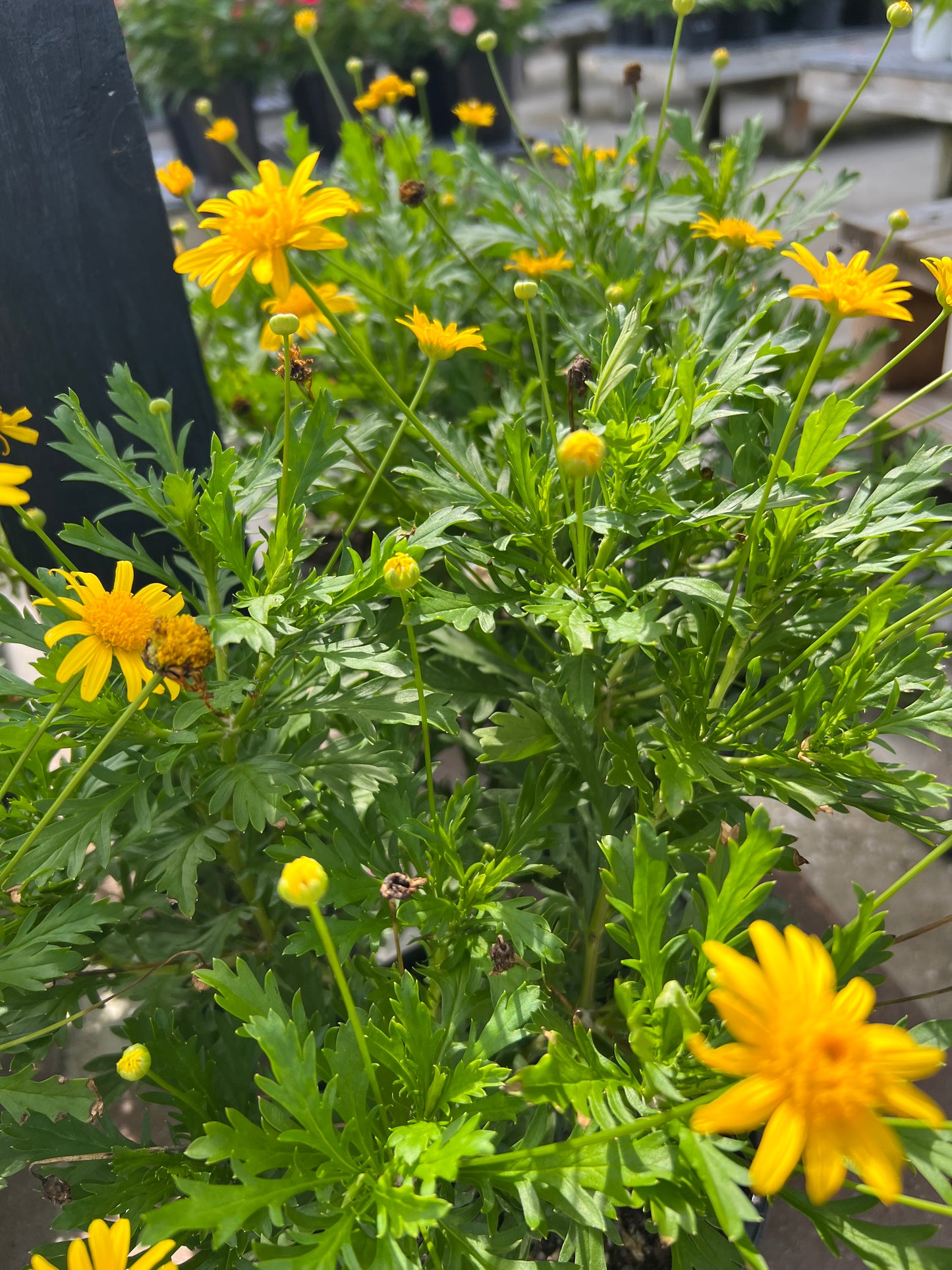 Daisy Bush (Euryops pectinatus) 1G