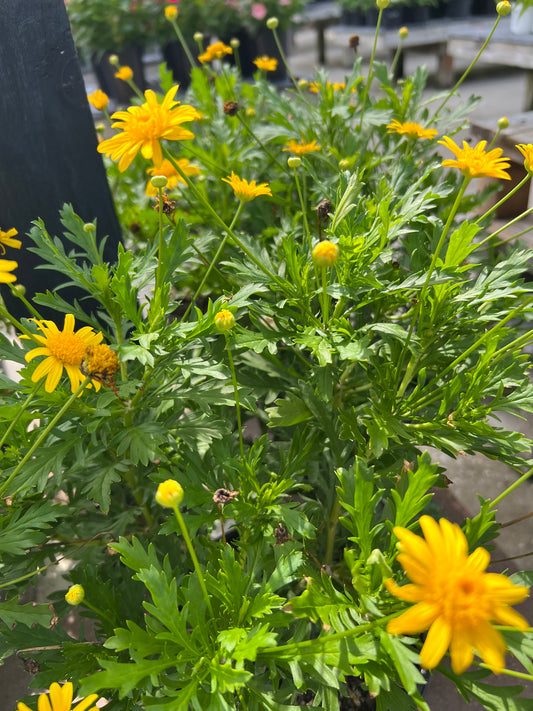 Daisy Bush (Euryops pectinatus) 1G