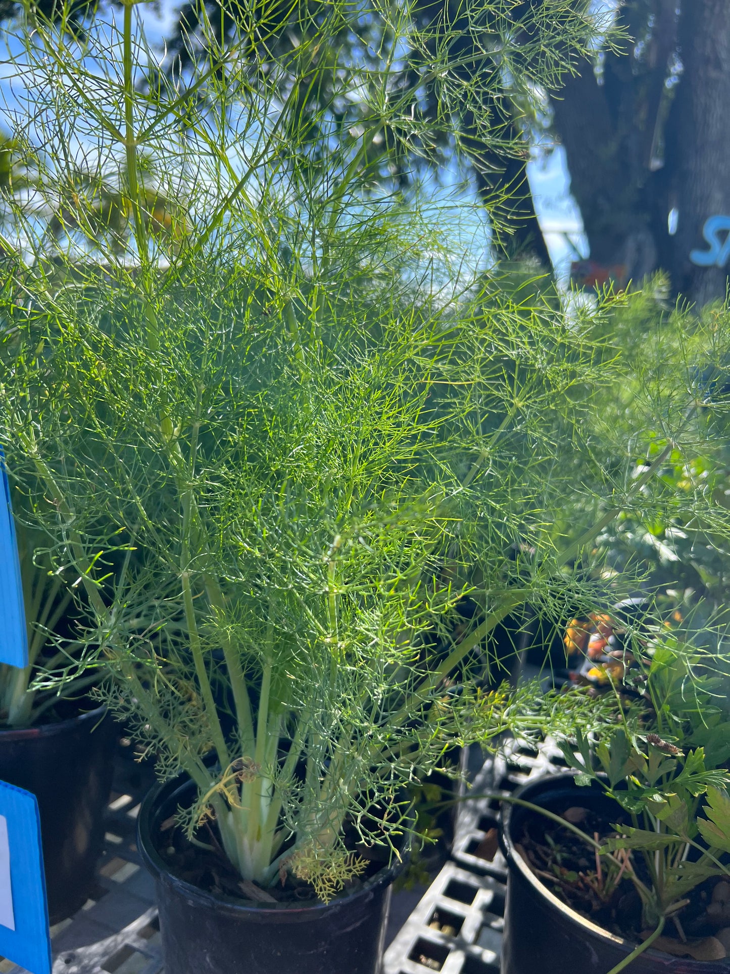 Herb Fennel 1G