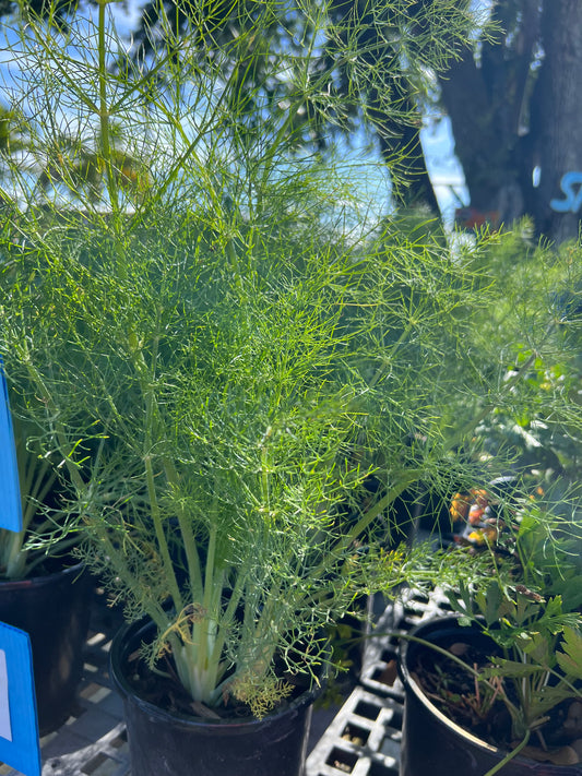 Herb Fennel 1G